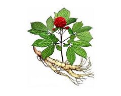 Root ginseng για να αυξήσει την ισχύ